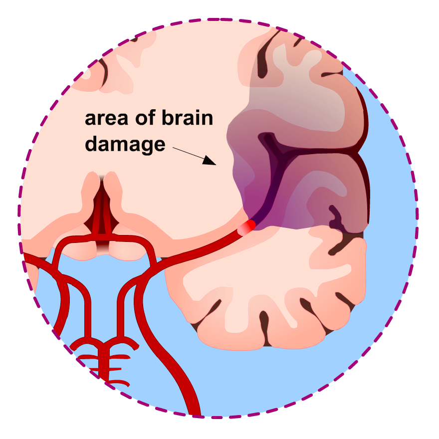 brain-parts