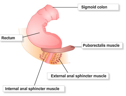Anatomical drawing of an anus and rectum.