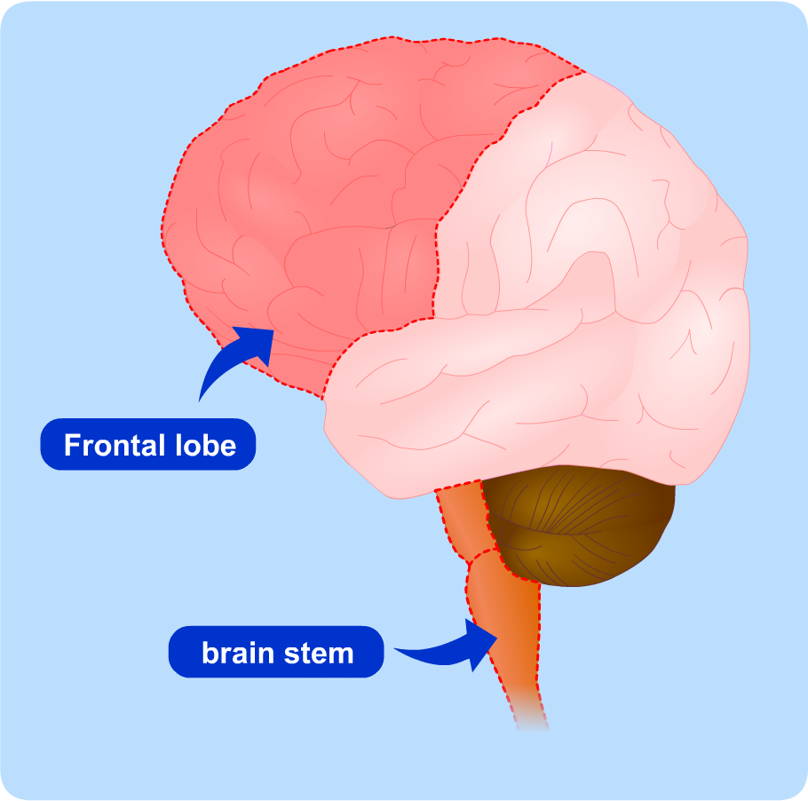 diagram of brain highlighting frontal lobe and brain stem