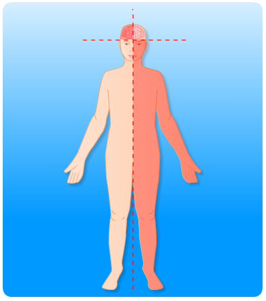 diagram showing how left brain controls right side of body and vice versa