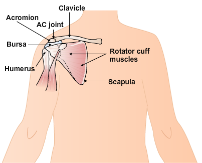A diagram of a shoulder