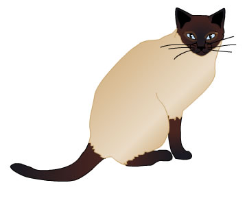 Siamese cat