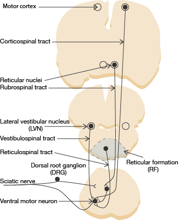 medical diagram of the brainstem