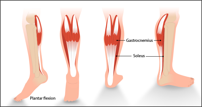 medical diagram of calf muscles from different angles, showing plantar flexion, soleus, and gastrocnemius