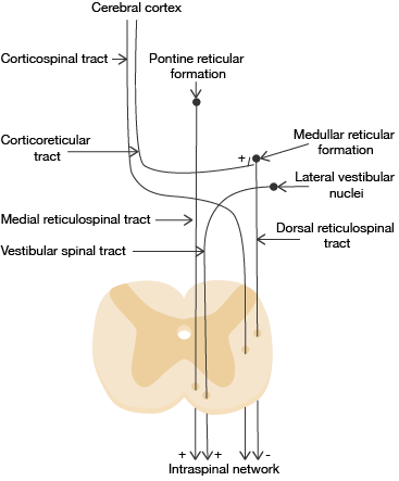 medical excitability diagram