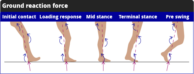 diagram showing forces acting upon leg during different stages of walking and majking contact with the ground: initial contact, loading response, mid-stance, terminal stance, and pre-swing