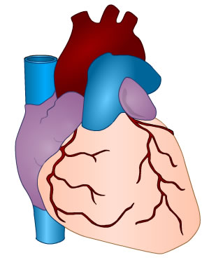 medical diagram of heart (no labels)