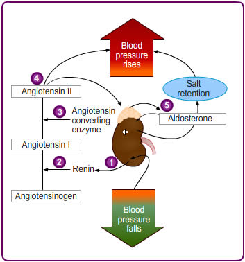 medical flowchart detailing relationship between kidney function, angiotensin, salt, and blood pressure