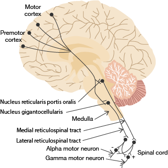 medical diagram of neurophysiology