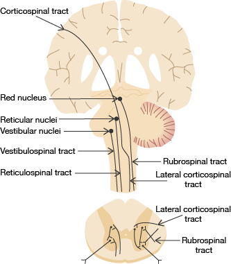 medical rubrospinal diagram