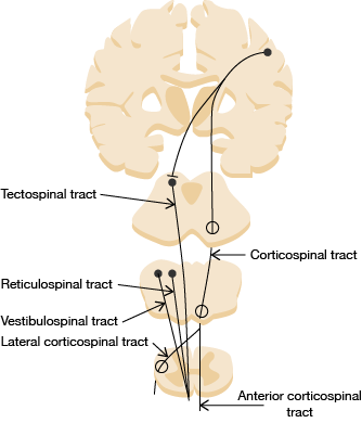 medical tectospinal diagram