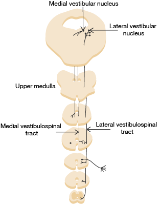 medical vestibular diagram