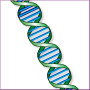 DNA strand