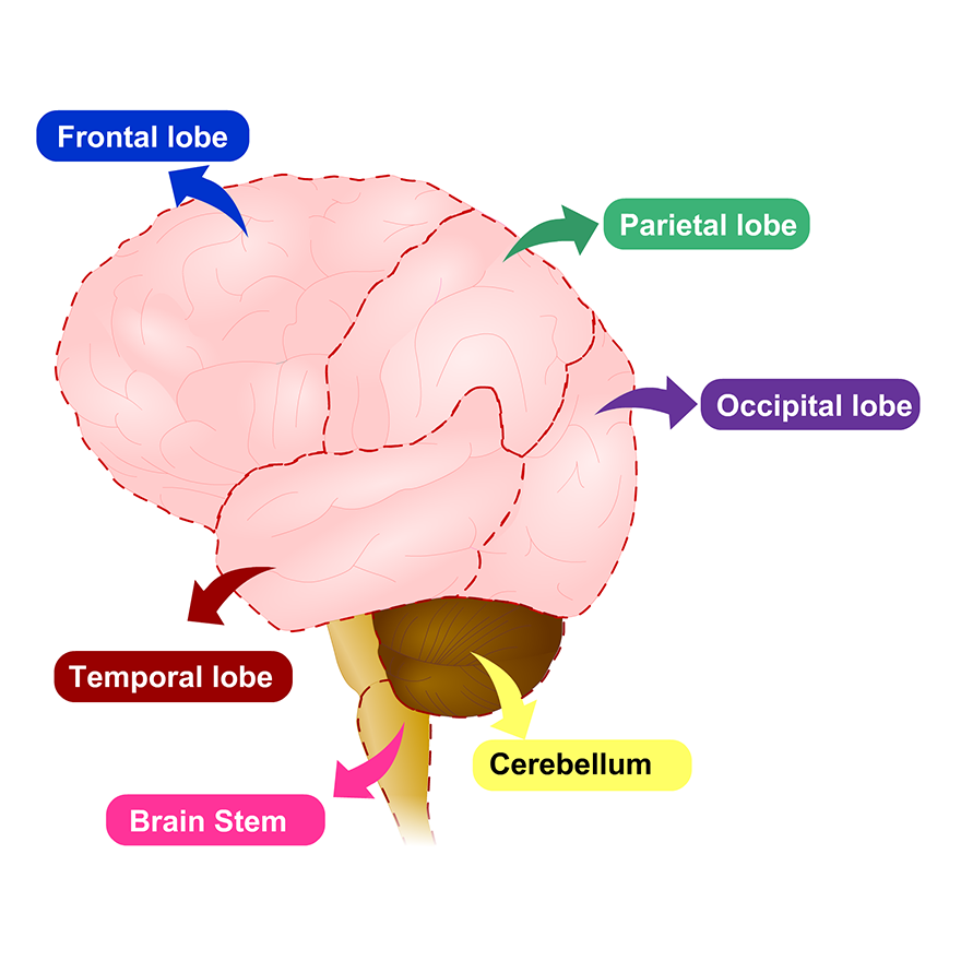 brain parts