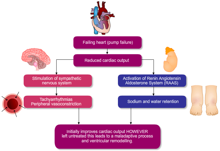 Heart failure pathophysiology