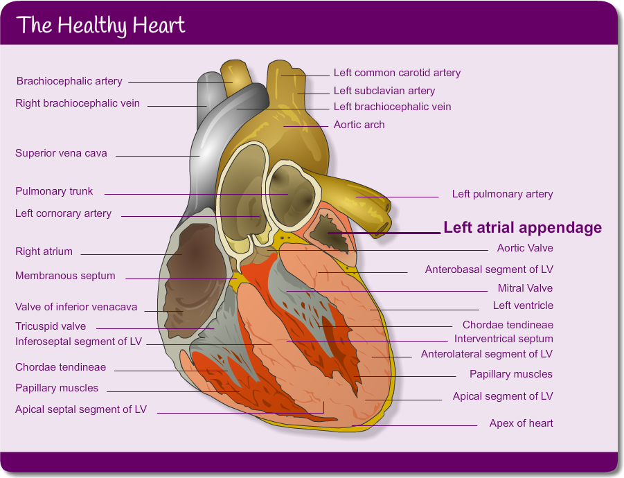 The healthy heart with labels (see alternative text)