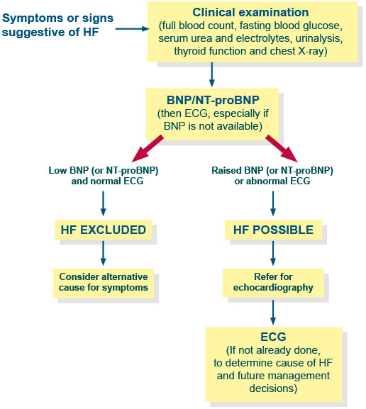 symptoms or signs suggestive of HF