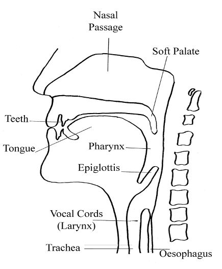 side-on diagram of human mouth and throat showing features relevant to eating and swallowing, showing location of teeth, tongue, nasal passage, soft palate, pharynx, epiglottis, vocal chords (larynx), trachea, and oesophagus